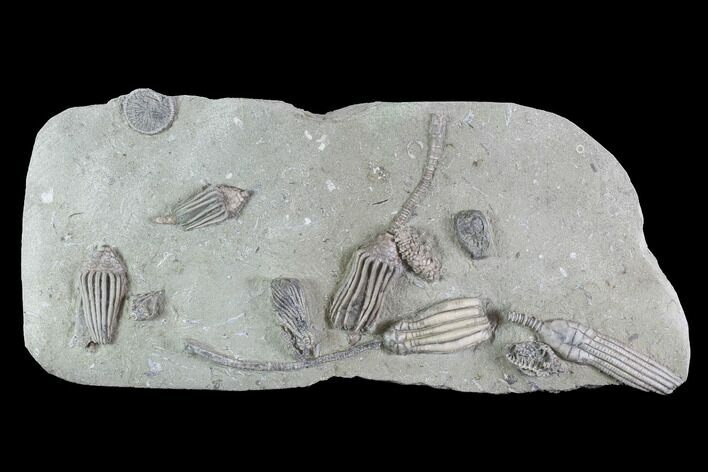 Crinoid Plate ( species) - Crawfordsville, Indiana #94828